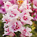 Львиный зев (Antirhinum majus F1) Twinny Orchid, 10 семян