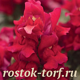 Львиный зев (Antirhinum majus F1) Snapshot Red, 10 шт