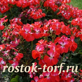 Пеларгония зональная (Pelargonium x hortorum F1) Nano Scarlet bicolor, 3 шт семян