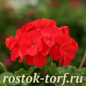 Пеларгония зональная (Pelargonium hortorum F2) Dancer Red, 3 шт