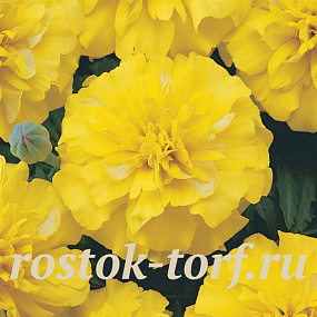 Big pack Бархатцы отклоненные (Tagetes patula F1) Bonanza Yellow, 30 шт очищ. семян