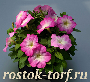 Петуния многоцветковая (Petunia multiflora F1) Mambo GP pink morn, 10 драже