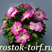 Петуния многоцветковая (Petunia multiflora F1) Mambo GP pink morn, 10 драже