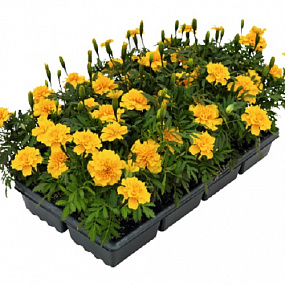 Big pack Бархатцы отклоненные (Tagetes patula F1) Super Hero Gold, 30 очищ.семян