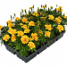 Big pack Бархатцы отклоненные (Tagetes patula F1) Super Hero Gold, 30 очищ.семян