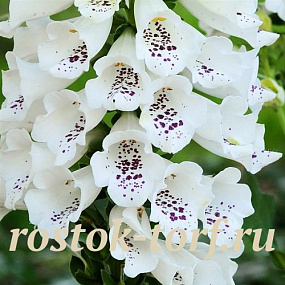 Big pack Наперстянка (Digitalis purpurea) Dalmatian White, 30 драже