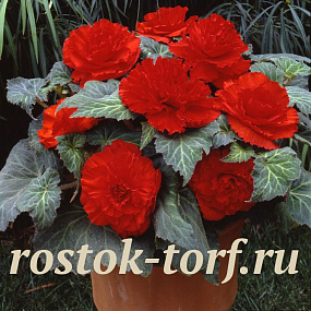 Бегония клубневая (Begonia tuberosa) Amerihybrid Ruffled Scarlet Red, 3 драже
