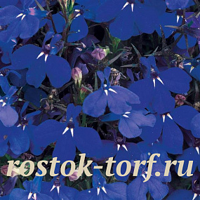 Big pack Лобелия еринус (Lobelia erinus) Riviera Marine Blue, 50 мультидраже