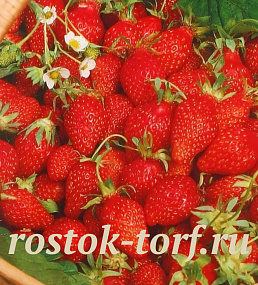 Big pack Земляника лесная (Fragaria vesca) Baron Solemacher (Барон Солемахер), 100 шт семян