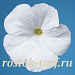 Петуния многоцветковая (Petunia hybrida F1 multiflora) Celebrity White, 10шт драже