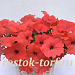 Петуния многоцветковая Petunia x hybrida My Love (Amore Mio) F1 Orange Red, 5 драже
