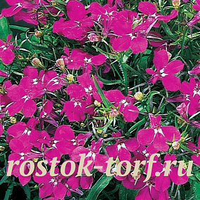Лобелия еринус (Lobelia erinus) Riviera Rose, 5 мультидраже