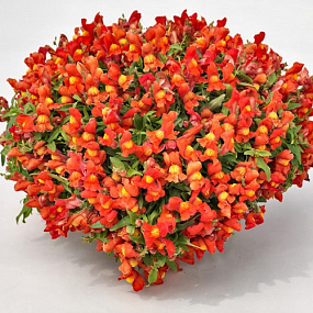 Львиный зев ампельный (Antirhinum majus F1) Candy Showers Orange, 5 семян