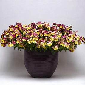 Виола ампельная (Viola trailing F1) Cool Wave Strawberry Swirl, 3 шт семян