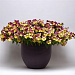 Виола ампельная (Viola trailing F1) Cool Wave Strawberry Swirl, 3 шт семян