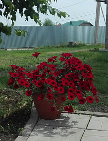 Петуния ампельная (Petunia trayling F1) Tidal Wave® Red Velour, 5 драже