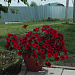 Петуния ампельная (Petunia trayling F1) Tidal Wave® Red Velour, 5 драже
