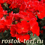 Пеларгония зональная (Pelargonium x hortorum F1) Nano Scarlet, 3 шт семян