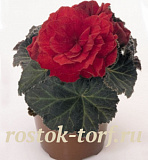 Бегония клубневая (Begonia tuberhybrida) Nonstop Mocca Scarlet, 5 драже