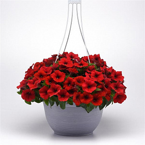 Петуния ампельная (Petunia trayling F1) E3 Easy Wave™ Red, 5 драже