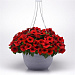 Петуния ампельная (Petunia trayling F1) E3 Easy Wave™ Red, 5 драже