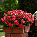 Big pack Катарантус розовый ампельный (Vinca rosea) Mediterranean – Xp Red, 30 семян