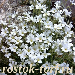 Ясколка Биберштейна (Cerastium) Biebersteinii, 20 шт. семян