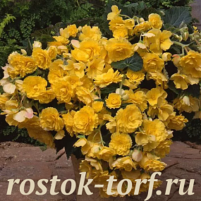 SALE Бегония клубневая каскадная (Begonia tuberosa) Sun Dancer Yellow, 2 драже