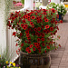 Петуния ампельная (Petunia trayling F1) Tidal Wave® Red Velour, 5 драже