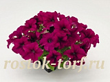 Петуния крупноцветковая (Petunia grandiflora F1) Success! 360° Purple, 5 драже