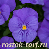 Виола виттрока (Viola wittrockiana F1) Freefall True Blue, 5 семян 