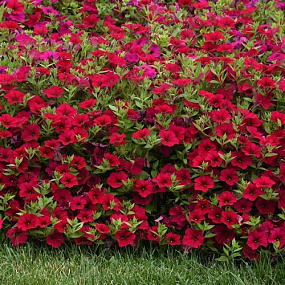 Петуния ампельная многоцветковая (Petunia trayling F1) Wave Carmine Velour, 5 драже
