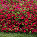 Петуния ампельная многоцветковая (Petunia trayling F1) Wave Carmine Velour, 5 драже