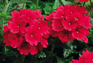 Вербена гибридная (Verbena hybrida) Tuscany Scarlet, 5 шт семян