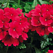 Вербена гибридная (Verbena hybrida) Tuscany Scarlet, 5 шт семян