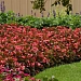 Бегония гибридная (Begonia x hybrida) Dragon Wing Pink Bronze Leaf, 3 драже