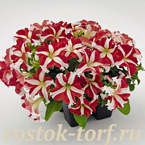 Big pack Петуния крупноцветковая (Petunia grandiflora F1) Success! 360° Red Star, 30 драже