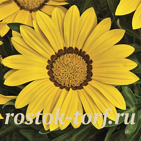 Гацания жестковатая (Gazania rigens F1) Big Kiss Yellow, 5 семян