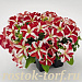 Big pack Петуния крупноцветковая (Petunia grandiflora F1) Success! 360° Red Star, 30 драже
