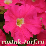 Петуния крупноцветковая (Petunia grandiflora) Dreams Rose, 10 драже