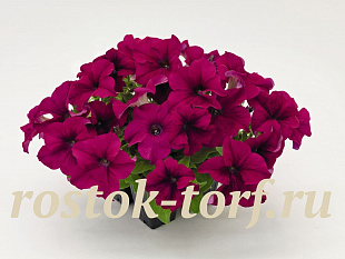 Петуния крупноцветковая (Petunia grandiflora F1) Success! 360° Purple, 5 драже
