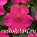 Бальзамин Уоллера (Impatiens walleriana F1) Beacon® Rose, 5 шт.