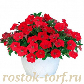 Big pack Петуния ампельная (Petunia pendolino F1) Pendolino Scarlet, 30 драже
