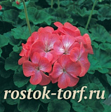 Пеларгония зональная (Pelargonium x hortorum) Divas Red Picotee, 3 шт семян