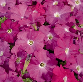 Петуния многоцветковая (Petunia hybrida F1 multiflora) Celebrity Neon, 10 драже