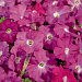 Петуния многоцветковая (Petunia hybrida F1 multiflora) Celebrity Neon, 10 драже