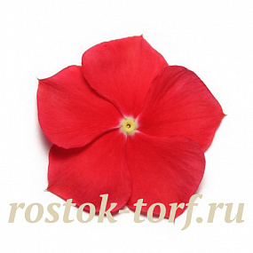 Big pack Катарантус розовый (Vinca rosea) Pacifica – Xp Really Red, 30 семян