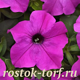 Петуния крупноцветковая (Petunia grandiflora F1) Ez Rider Violet, 5 драже