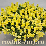 Львиный зев ампельный (Antirhinum majus F1) Candy Showers Yellow, 5 семян