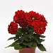 Big pack Георгина гибридная (Dahlia variabilis F1) Figaro Red Shades, 30 семян
